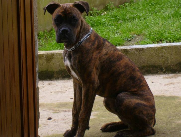 dusty - Boxer Mâle (1 an)