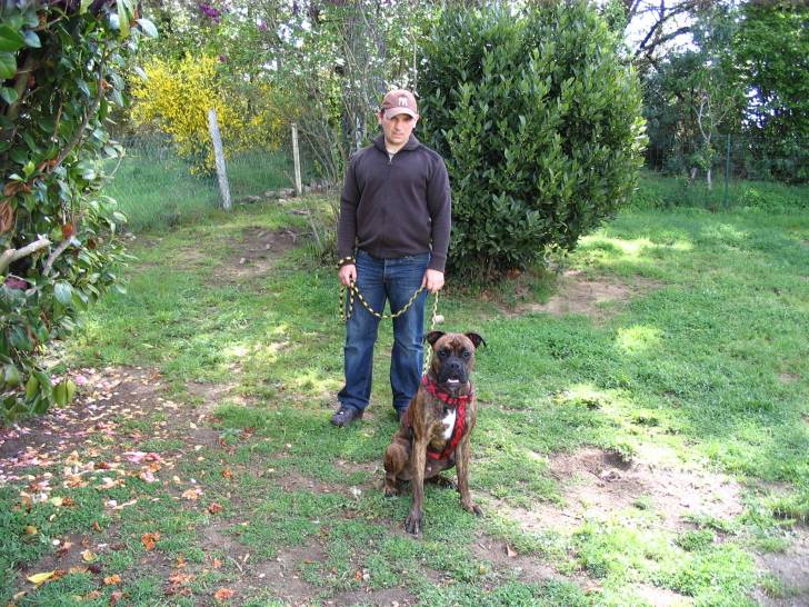 dusty - Boxer Mâle (1 an)