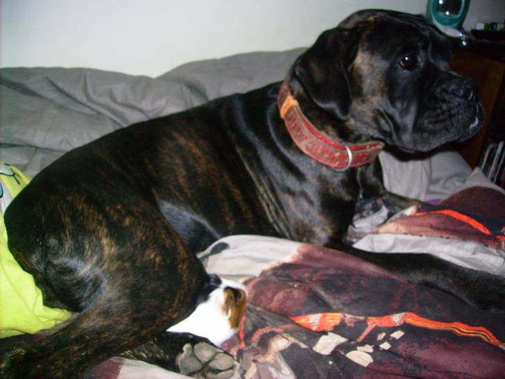 Farah - Boxer (1 an)
