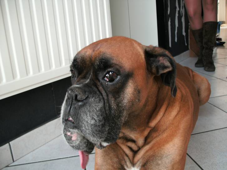 vyrgo - Boxer Mâle (7 ans)