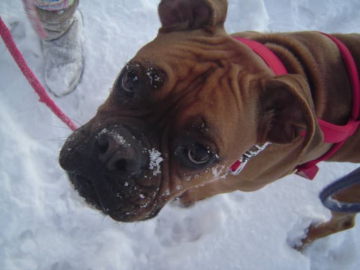 Duke - Boxer Mâle (2 ans)