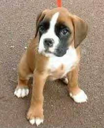 Ebène - Boxer Mâle (7 mois)