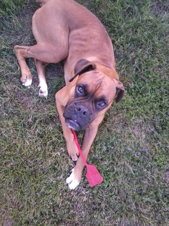 Blake - Boxer Mâle (5 ans)