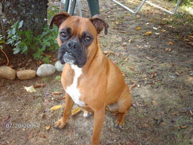 batman - Boxer Mâle (5 ans)