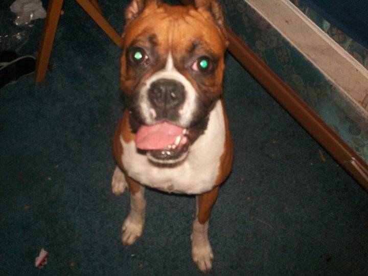 emmy - Boxer (2 ans)