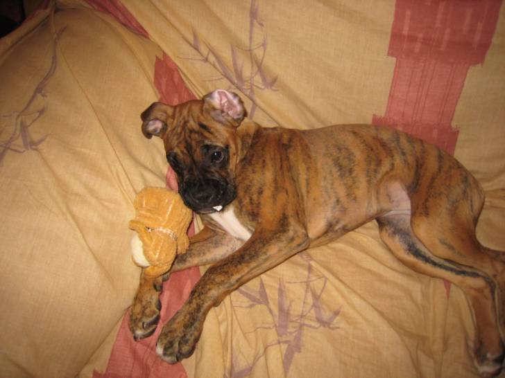 Divine - Boxer (3 ans)