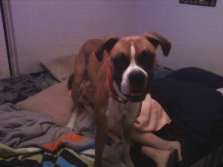 Rocko - Boxer Mâle (1 an)
