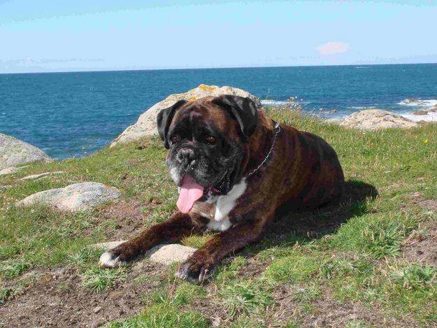 lili - Boxer (1 an)