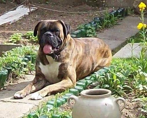 Spider - Boxer Mâle (7 ans)