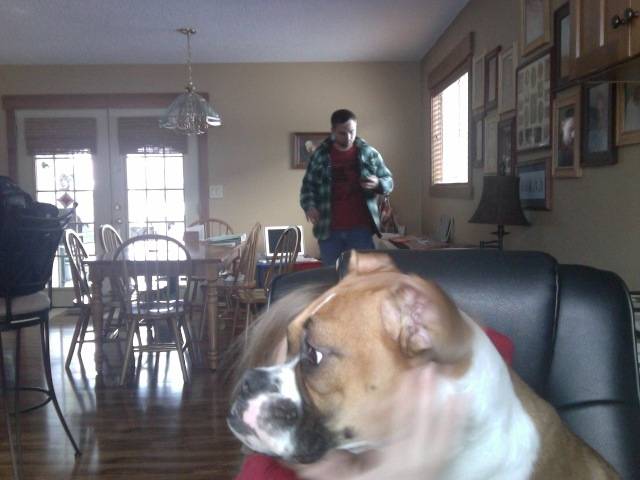 Lucy - Boxer (1 an)