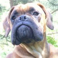 Chaos - Boxer Mâle (2 ans)