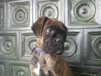 Mitzi - Boxer (3 mois)
