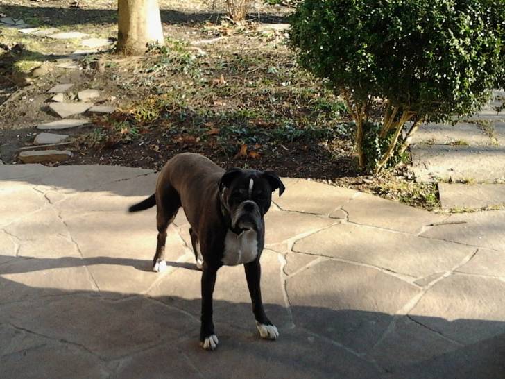 Molly - Boxer (6 ans)