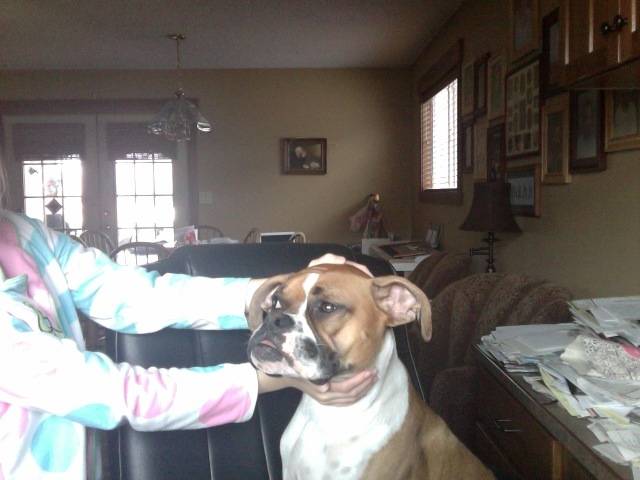 Lucy - Boxer (1 an)