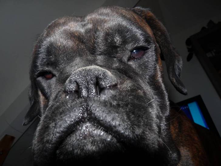 Jo l'écrevisse - Boxer Mâle (2 ans)