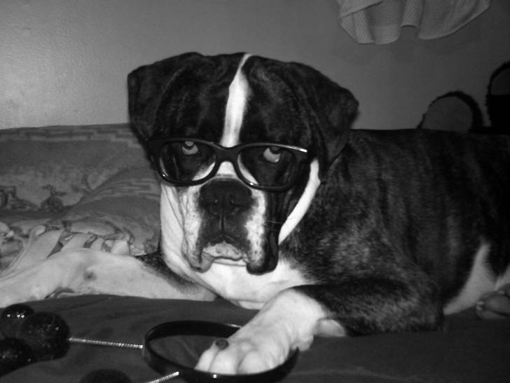 Harley my smart puppy - Boxer Mâle (2 ans)