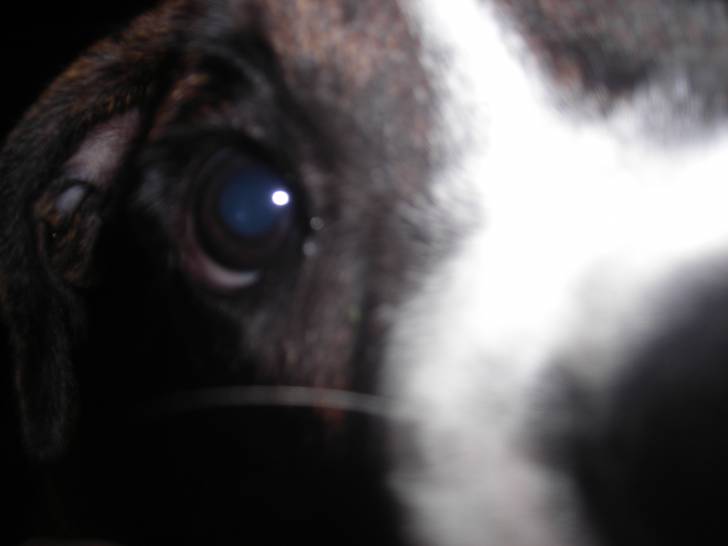 Marly - Boxer (3 ans)