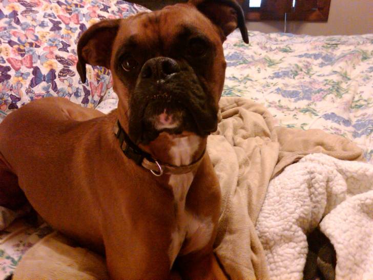 Clemmy - Boxer (2 ans)