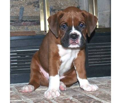 Gorgeous - Boxer (2 mois)