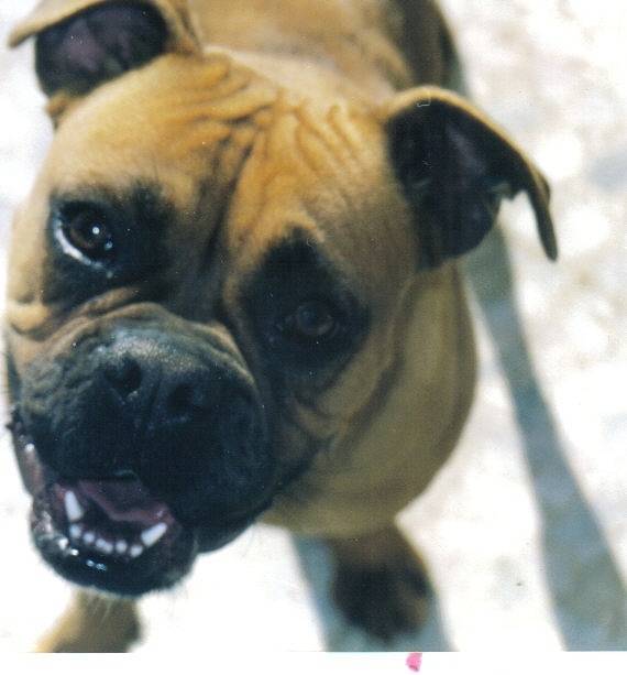 Tula - Boxer