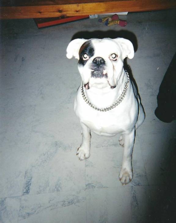 jodi - Boxer Mâle (11 ans)