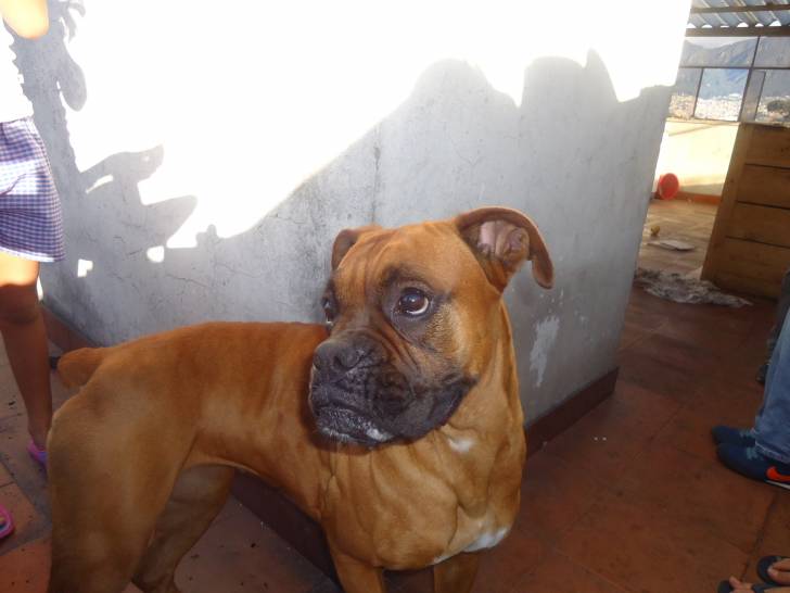 Kiara - Boxer (2 ans)
