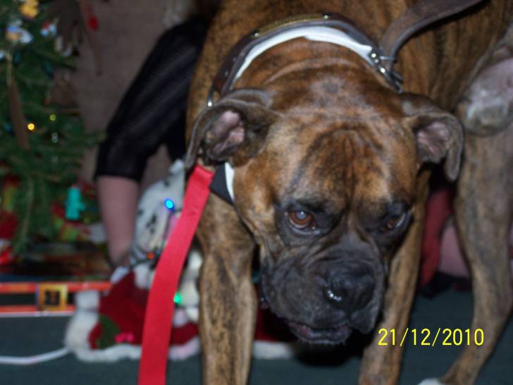 Jojo - Boxer Mâle (4 ans)