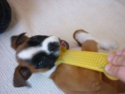 Quinchi - Boxer (9 mois)