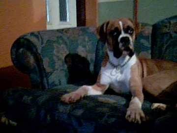Olga - Boxer Mâle (3 ans)
