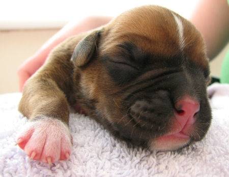Malita - Boxer (1 mois)