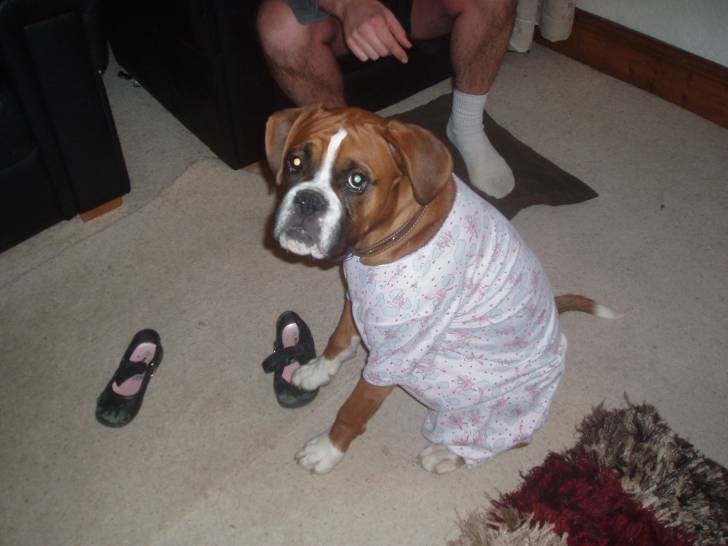 Jen - Boxer Mâle (3 ans)