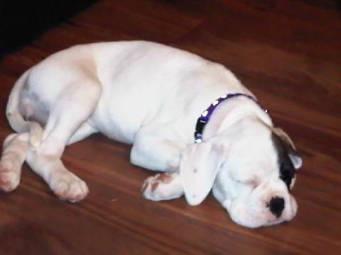 Roxi - Boxer (2 mois)