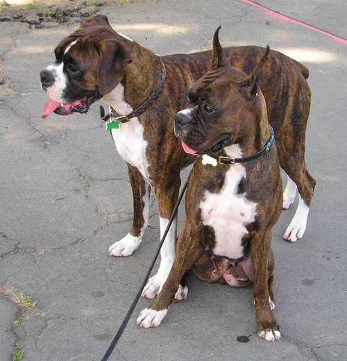 guend - Boxer