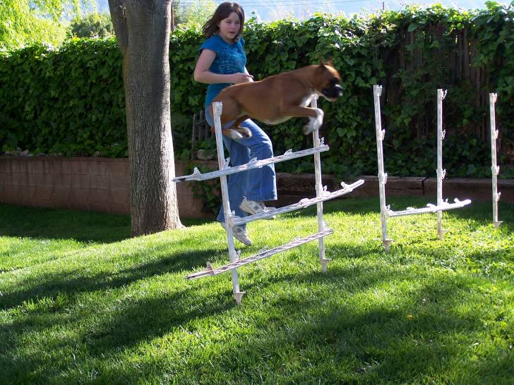 Maddie - Boxer (1 an)