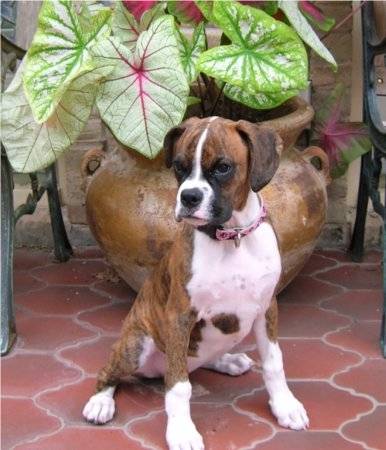 Barley - Boxer Mâle (2 ans)