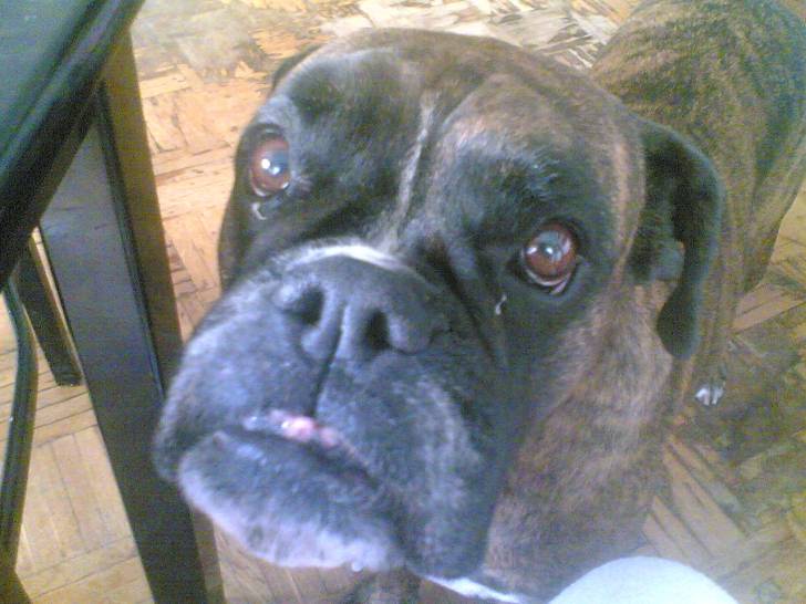 bianca - Boxer (12 ans)