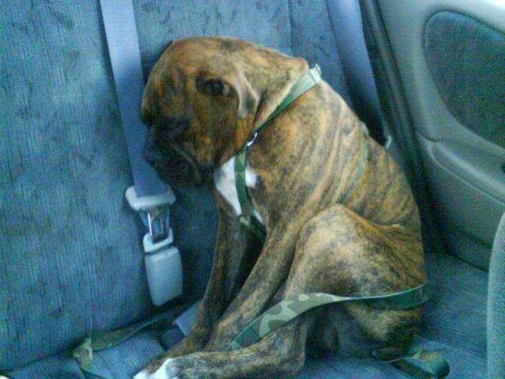 Don Rocko - Boxer Mâle (3 ans)