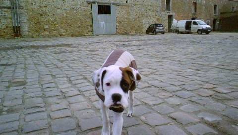 Gaspar - Boxer Mâle (9 mois)