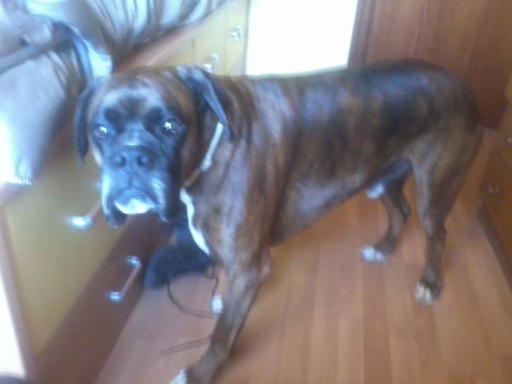 Pepo - Boxer Mâle (7 ans)