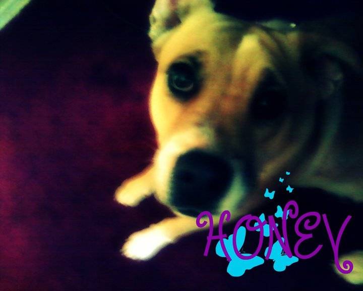 Honey - Boxer (1 an)