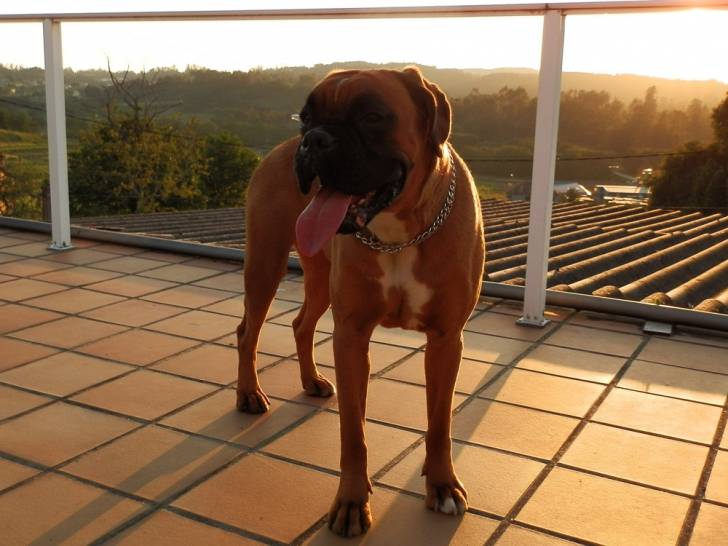 Kali - Boxer (1 an)