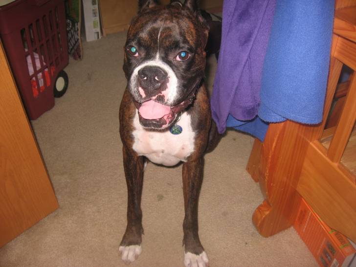 Ruger Marmaduke - Boxer Mâle (1 an)