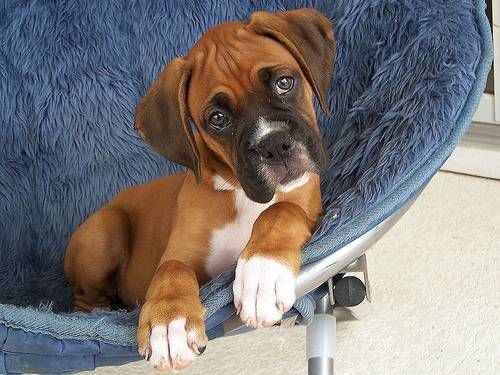 Bebe - Boxer Mâle (5 mois)