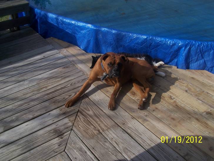 Axel - Boxer Mâle (3 ans)