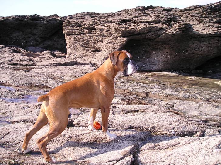 Scott - Boxer Mâle (7 ans)