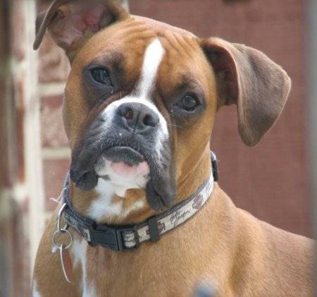 Dora - Boxer (3 ans)