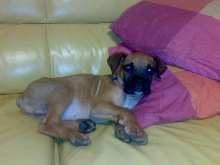 goro - Boxer Mâle (8 mois)