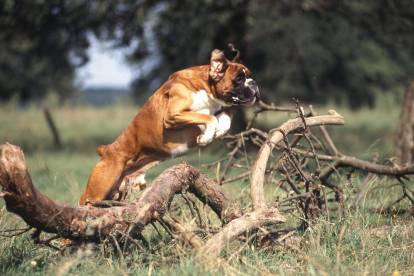 Un Boxer en train de sauter par dessus des branches