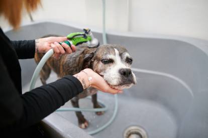 Un Boxer en train de prendre un bain