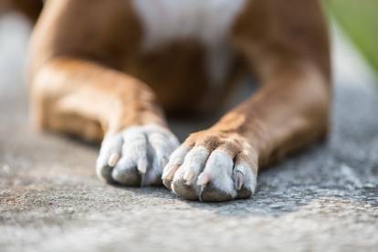 Les pattes d'un Boxer